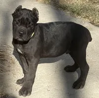 Moose, a male Cane Corso for sale in Longmont, CO – Photo 3 of 10