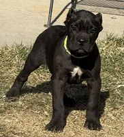 Moose, a male Cane Corso for sale in Longmont, CO – Photo 1 of 10