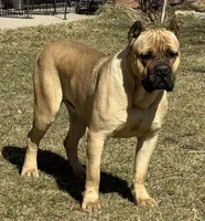 Moose, a male Cane Corso for sale in Longmont, CO – Photo 9 of 10