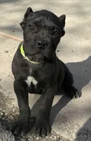 Moose, a male Cane Corso for sale in Longmont, CO – Photo 7 of 10