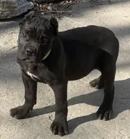 Moose, a male Cane Corso for sale in Longmont, CO – Photo 4 of 10