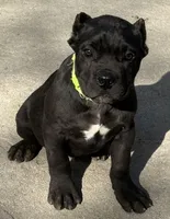 Moose, a male Cane Corso for sale in Longmont, CO – Photo 2 of 10