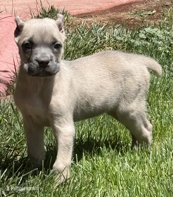 Nova – Cane Corso puppy for sale in Longmont, CO