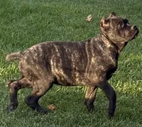 Grazie, a male Cane Corso for sale in Longmont, CO – 4 of 10