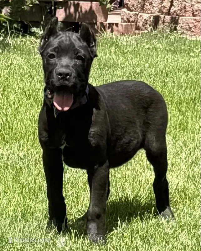 Harper – Cane Corso puppy for sale in Longmont, CO