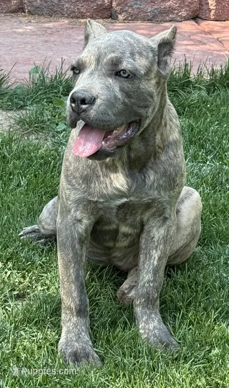 Faith  – Cane Corso puppy for sale in Longmont, CO