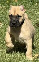 Vic, a male Cane Corso for sale in Longmont, CO – 6 of 10