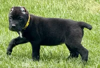 Hazel, a female Cane Corso for sale in Longmont, CO – 10 of 10