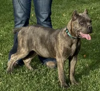 Mica, a female Cane Corso for sale in Longmont, CO – 2 of 10