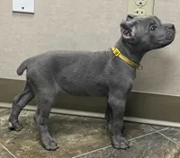 Muffin, a female Cane Corso for sale in Longmont, CO – 10 of 10