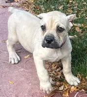 Verona, a female Cane Corso for sale in Longmont, CO – 3 of 10