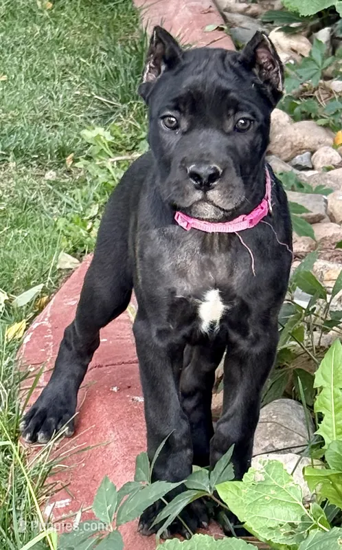 Monarch – Cane Corso puppy for sale in Longmont, CO