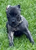 Ghost, a male Cane Corso for sale in Longmont, CO – 2 of 6