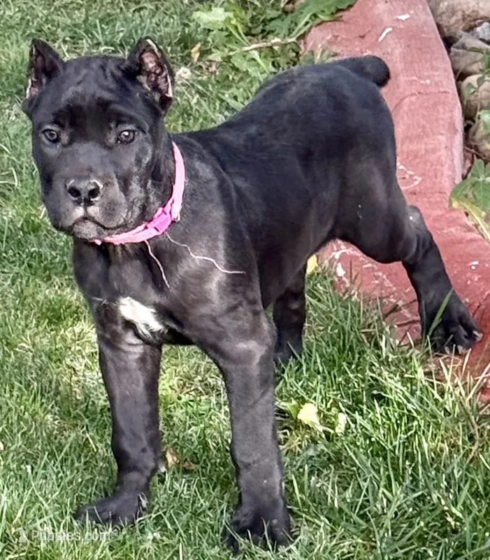 Monarch – Cane Corso puppy for sale in Longmont, CO