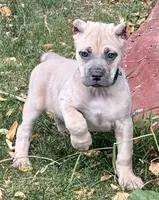 Vanity, a female Cane Corso for sale in Longmont, CO – 5 of 10