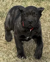 Maddox, a male Cane Corso for sale in Longmont, CO – Photo 6 of 10