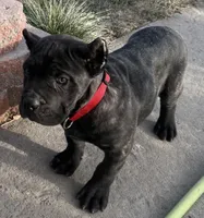 Maddox, a male Cane Corso for sale in Longmont, CO – Photo 5 of 10