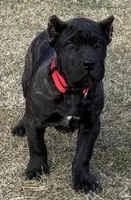Maddox, a male Cane Corso for sale in Longmont, CO – Photo 3 of 10