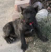 Maddox, a male Cane Corso for sale in Longmont, CO – Photo 2 of 10