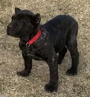 Maddox, a male Cane Corso for sale in Longmont, CO – Photo 4 of 10