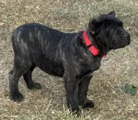 Maddox, a male Cane Corso for sale in Longmont, CO – Photo 7 of 10