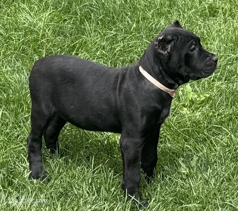 Ursula – Cane Corso puppy for sale in Longmont, CO