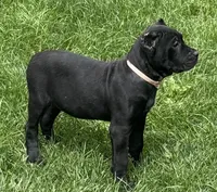 Ursula, a female Cane Corso for sale in Longmont, CO – 1 of 6