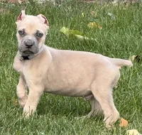 Vito, a male Cane Corso for sale in Longmont, CO – 4 of 10