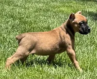 Nugget, a male Cane Corso for sale in Longmont, CO – 5 of 10