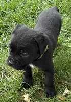 Hagrid, a male Cane Corso for sale in Longmont, CO – 7 of 9