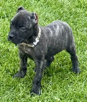 Ghost, a male Cane Corso for sale in Longmont, CO – 4 of 6