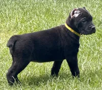 Hazel, a female Cane Corso for sale in Longmont, CO – 6 of 10
