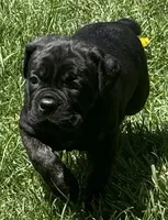 Maple, a female Cane Corso for sale in Longmont, CO – 9 of 10