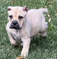 Verona, a female Cane Corso for sale in Longmont, CO – 6 of 10