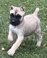 Venus, a female Cane Corso for sale in Longmont, CO – 8 of 10