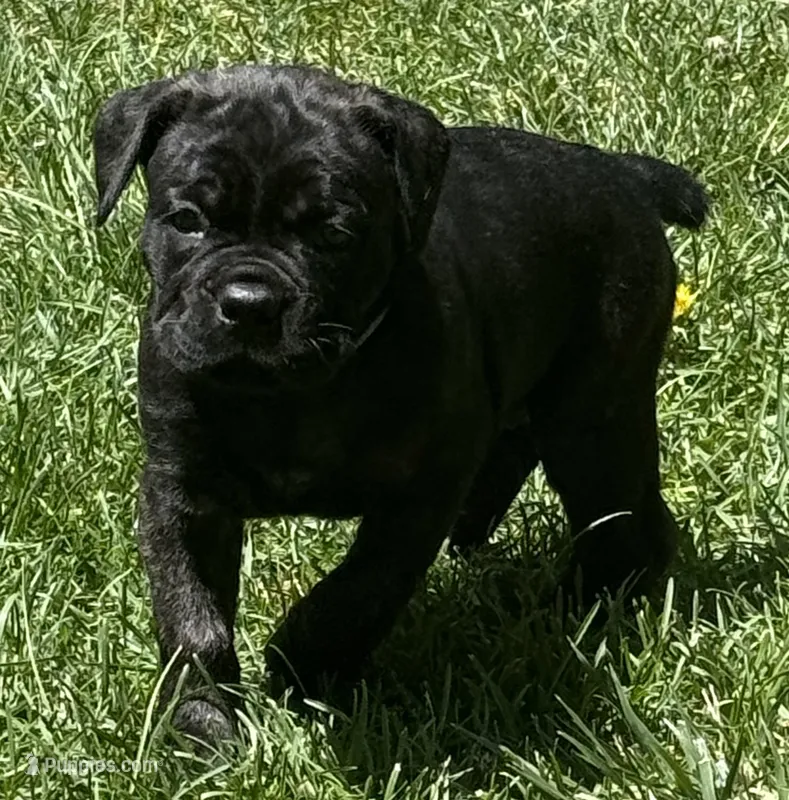 Hercules – Cane Corso puppy for sale in Longmont, CO