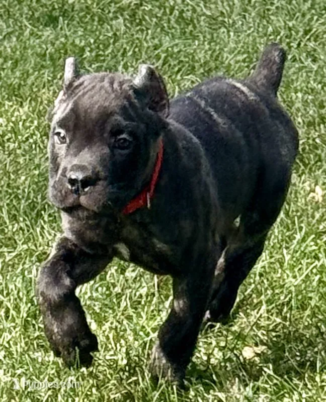 Maybel – Cane Corso puppy for sale in Longmont, CO