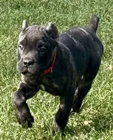 Maybel, a female Cane Corso for sale in Longmont, CO – 1 of 10