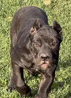 Ula, a female Cane Corso for sale in Longmont, CO – 3 of 10