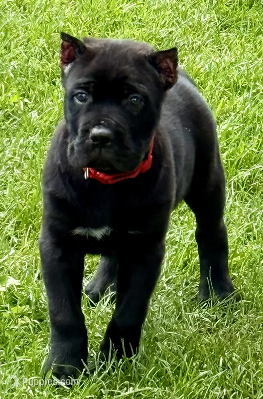 Hudson – Cane Corso puppy for sale in Longmont, CO