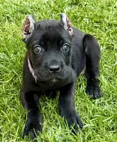 Ula, a female Cane Corso for sale in Longmont, CO – 4 of 6