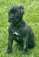 Grazie, a male Cane Corso for sale in Longmont, CO – 5 of 6