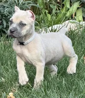 Vito, a male Cane Corso for sale in Longmont, CO – 10 of 10