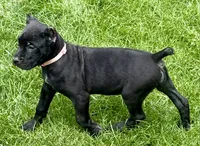 Ursula, a female Cane Corso for sale in Longmont, CO – 2 of 6