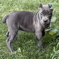 Marvel, a female Cane Corso for sale in Longmont, CO – 8 of 10