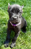 Ula, a female Cane Corso for sale in Longmont, CO – 6 of 6