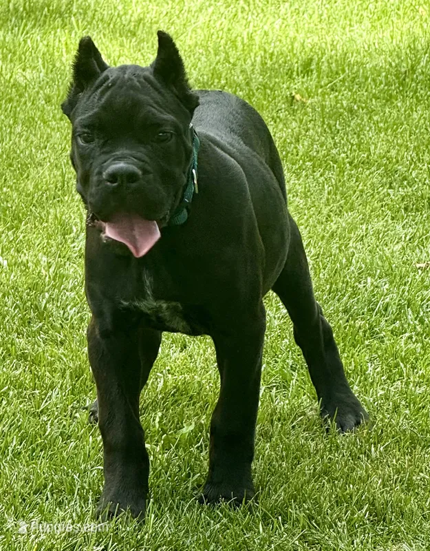 Hannah – Cane Corso puppy for sale in Longmont, CO