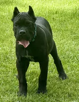 Hannah, a female Cane Corso for sale in Longmont, CO – 1 of 10