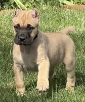 Vic, a male Cane Corso for sale in Longmont, CO – 1 of 10