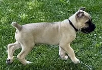 Hunter, a male Cane Corso for sale in Longmont, CO – 8 of 10
